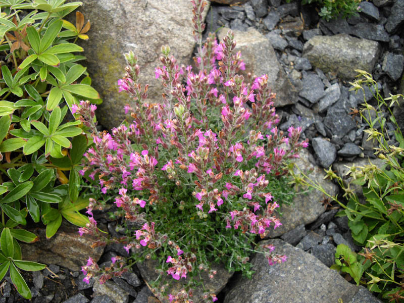 Clinopodium corsicum photo